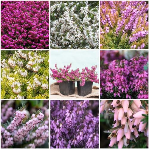GrowOn Shrubs [x8] Winter Heather Erica Carnea Collection | Variety-Pack | Evergreen Shrubs | Outdoor Garden Ready Plants | Winter to Spring Flowering | Red, Pink, White Flowers