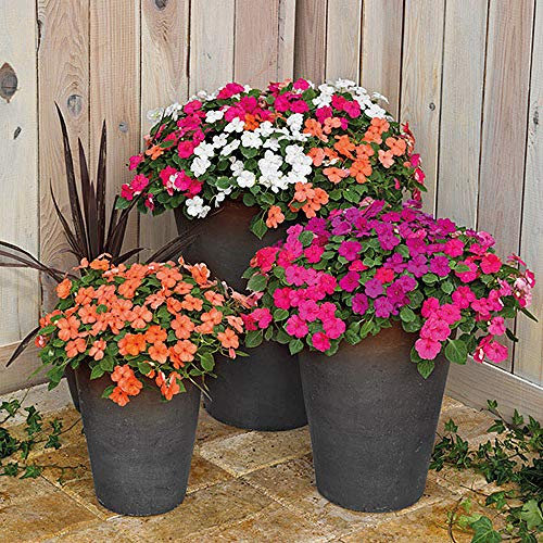 Busy Lizzie Impatiens Walleriana F1 Lollipop Mixed Seeds Approx. 30 Organic Flower Seeds
