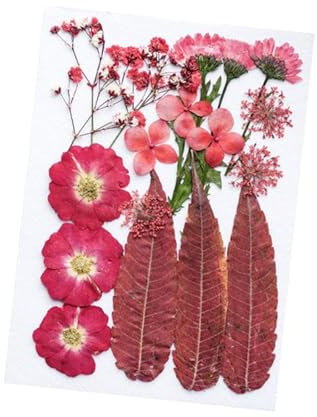 TTETTZ Getrocknete Gepresste Blumen, Trockenblätter Sets, Schöne DIY Bastelarbeiten für Scrapbooking, Zum Basteln von Dekoren, Nagelkunst, Umschläge, Stempel, China Rose