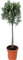 Planta natural Olivo en copa, 100 cm. Olea Europea. Árbol ornamental ideal para jardines. Segura Garden.