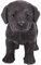 Pacific Giftware Dekofigur Labrador, realistisch, aus Kunstharz