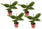 Plant in a Box - Musa Orientale nana - Pianta di banano tropicale - Set di 4 - Vaso 12cm - Altezza 25-40cm