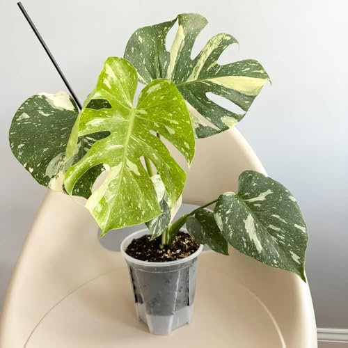 Semi di Monstera variegata- Semi di Monstera- piante perenni, piante perenni resistenti, a crescita rapida piante d'appartamento regali insoliti, facili da piantare Semi esotici, 20pcs