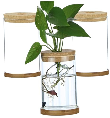 Plant Terrarium 3pcs Station de Propagation de Plantes en Couvercle Transparent avec des bocaux de Propagation de Bricolage hydroponique du Plateau pour Le Bureau du Bureau à Domicile, Droit