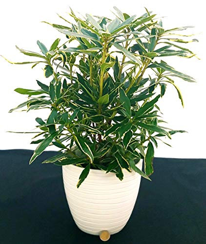 POWERS TO FLOWERS - RODODENDRO VARIEGATO, RHODODENDRON, IN VASO CERAMICA BIANCO RIGATO, pianta vera