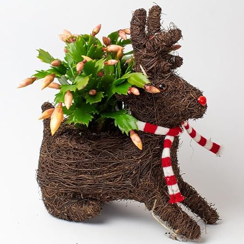 Christmas Cactus in Animal Rattan Planter - Christmas Decoration for Office, Bedroom or Outdoor Space (Deer Indoor)