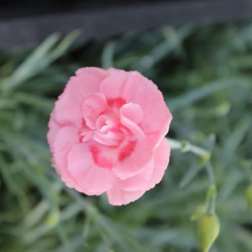 6x Œillet mignardise 'Doris' - Dianthus Plumarius ‘Doris’ - Godet 9x9cm