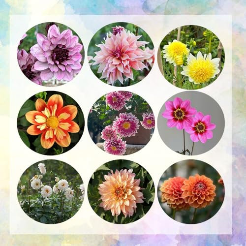 5 pcs dahlien knollen kaufen - dahlien zwiebeln - outdoor pflanzen geschenke für pflanzenliebhaber Dahlia Dahlie zwiebel bodendecker winterhart topfpflanzen für draußen kletterpflanzen