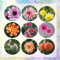 5 pcs dahlien knollen kaufen - dahlien zwiebeln - outdoor pflanzen geschenke für pflanzenliebhaber Dahlia Dahlie zwiebel bodendecker winterhart topfpflanzen für draußen kletterpflanzen