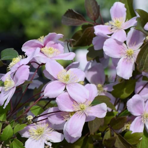 Clematis Montana 'Rubens' - Hardy Climbing Vine with Pink Blooms, Ideal for Wall and Fence Covering - Fast-Growing Deciduous Shrub – 1x 3 Litre Potted Plant by Thompson & Morgan