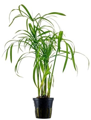 AquaOne Aquarium Pflanze Cyperus alternifolius Wasserpflanze Hintergrund | Aquariumpflanze Ausläufer einfach pflegeleicht Aquascaping Dekoration