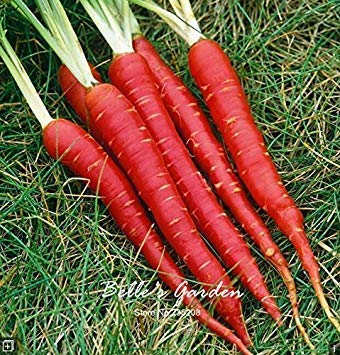 seedsown 200+ Out of Pod Lycium Chinense Goji Beere Samen Strauch Bush Obst Wolf Berry