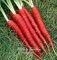 seedsown 200+ Out of Pod Lycium Chinense Goji Beere Samen Strauch Bush Obst Wolf Berry