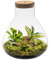 vdvelde.com - Jungle Piramide - Ecoworld Flaschengarten mit Farne Pflanze im Glas - Pflanzen Terrarium Glas Ø 23 cm ↥ 27 cm - Mini Ökosystem mit Licht