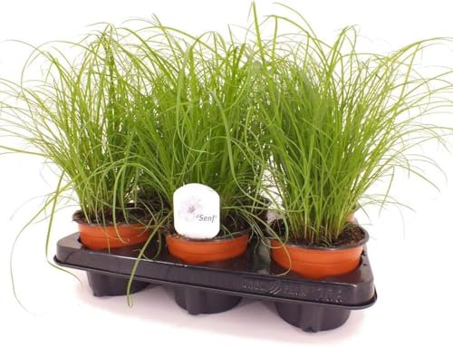 Zimmerpflanzenset Cyperus Zumula Pflanzen, 3er Set - Wasserpalme für Zimmer und Büro, Einfache Pflege, Luftreinigende Zimmerpflanzen, Ideal für Katzen - haustierfreundlich Dekorative Grünpflanzen