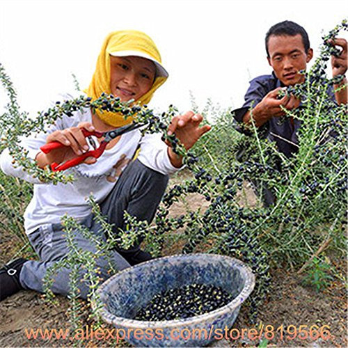 Real Black Goji Beeren Baumsamen chinesischen Ningxia Goji Beere Sementes Startseite Herbal Bonsai Outdoor Gartenkräuterpflanzen Hof