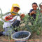 Real Black Goji Beeren Baumsamen chinesischen Ningxia Goji Beere Sementes Startseite Herbal Bonsai Outdoor Gartenkräuterpflanzen Hof