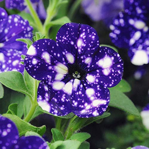 Tacoli- Giardino Bonsai Petunia 'Night Sky Blue' Fiori, macchioline bianche 200pcs 'semi' contro l'intenso petali blu singolo petalo
