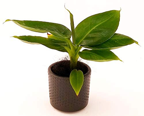 POWERS TO FLOWERS - BANANO, MINI PIANTA DEL BANANO IN VASO CERAMICA NERO PUNTINATO, pianta vera