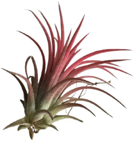 Verdecora Tillandsia Roja | Tillandsia Ionantha Rodd | Planta de Aire | Planta Natural de interior | No necesita tierra | 1 UNIDAD