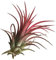 Verdecora Tillandsia Roja | Tillandsia Ionantha Rodd | Planta de Aire | Planta Natural de interior | No necesita tierra | 1 UNIDAD