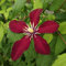 Clematis Großblütige Niobe 1L - Pflanze für Anfänger und professionelle Gärtner - Ideal für Kleingarten, Garten - Schöne Pflanze mit ungewöhnlichen Blüten - Genießen Sie jeden Tag ihre Farben