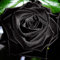 Generic 100 Pz Misterioso Semi di Rosa Nera Pianta da Fiore Ornamento per Ufficio a Casa Decorazione Bonsai Impollinazione Aperta e Non Trattata Semi Di Rosa 100pcs