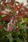 Photinia fraseri 'Camilvy' 80-100 cm - Glanzmispel, rote Blattaustriebe, immergrün, ideal als Hecke, pflegeleicht und winterhart