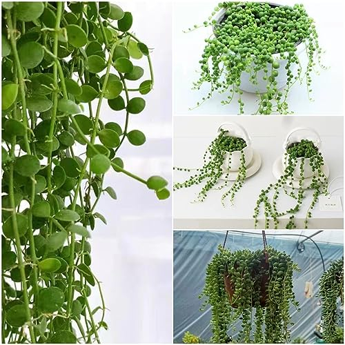 30 pcs erbsenpflanze hängend samen - praktische geschenke topfpflanzen Senecio rowleyanus - fleischfressende pflanzen,Sukkulenten succulent plants,sukkulente pflanzenkübel balkon hochbeet