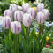 Tulpen zwiebeln,Winterharte,tulpenzwiebeln winterhart mehrjährig bunt,pfingstrosen tulpenzwiebeln,tulpen zwiebeln mehrjährig,tulpenzwiebeln winterhart,tulpen,staude toP SORTE.-5zwiebeln-E