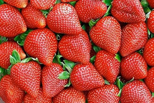 FRAISES À FRUITS GROS NR.50 Graines Horticoles - graines fraîches
