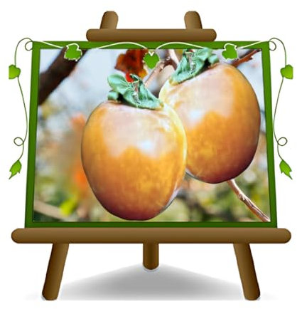 EURO PLANTS VIVAI Kaki Lampadina Pianta da Frutto di Cachi su Vaso da 24/26 cm Altezza 170-200 cm Età 4 Anni