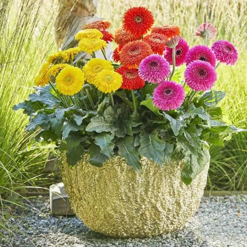 gerbera - stauden gartenblumen pflanzensamen zimmerpflanzen bonsai gerbera bodendecker winterhart mehrjährig balkon deko balkonpflanzen blumenwiese 100samen