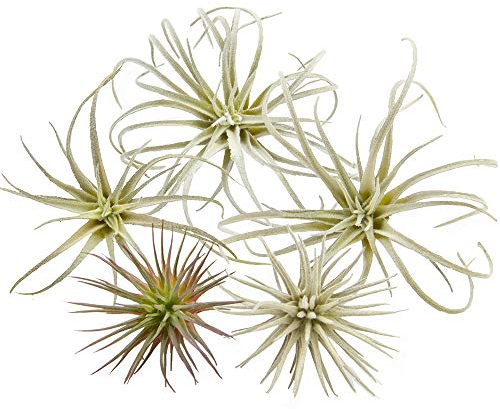 CHIVE Piante aeree artificiali - Set di 5, piccole - Piante finte di Tillandsia bromelia ultra realistiche - Piante grasse finte decorative per la casa e l'ufficio - Nessuna cura necessaria!