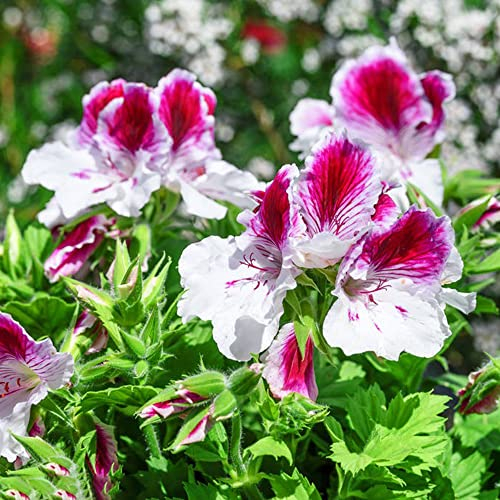 150pcs Geranien Samen Blumensamen Gastgeschenk Bonsai Samen Geranien Samen Stehend Bodendecker Samen Winterhart Balkonpflanzen FrüHlingsblumen Gartenpflanzen