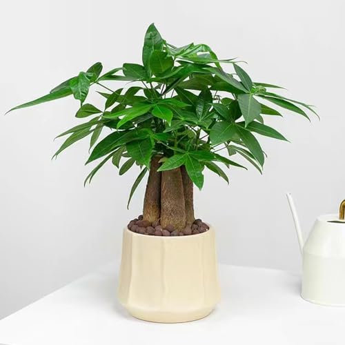 1 pcs glückskastanie kaufen samen bonzai baum pflanzendeko seltene pflanzen bonsai bäumchen kaufen hochbeet für balkon wanddeko pflanzen baumsamen kübelpflanzen topf pflanze gartenpflanzen