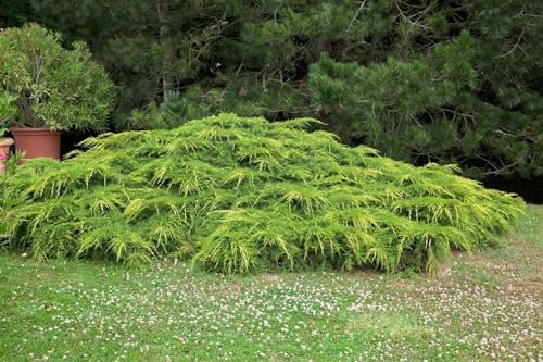 Gold-Wacholder Juniperus media Pfitzeriana Aurea 80-100 cm immergrün