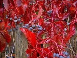 Parthenocissus quinquefolia VIRGINIA CREEPER Seeds!