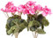 Evergreens künstlicher Geranienbusch mit 7 Stielen und 3 kleinen und 4 größeren Blütenköpfen (2 Stück) (pink)