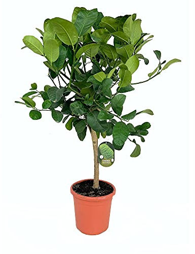 ARBOL NATURAL LIMONERO MEDICA CIDRA M21 90CM PERFECTO PARA JARDINES Y TERRAZAS