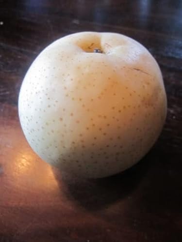 Pyrus pyrifolia - Nashi-Birne