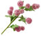 Verdant Touch Künstlicher Löwenzahn Künstlicher Löwenzahn Gartendekoration Kunstblume Simulation Blumen