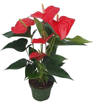 Plant in a Box - Langue de feu - Anthurium 'Royal Champion' - Hauteur 35-45cm - Pot 12cm - Plante d'intérieur fleurissante - Rouge