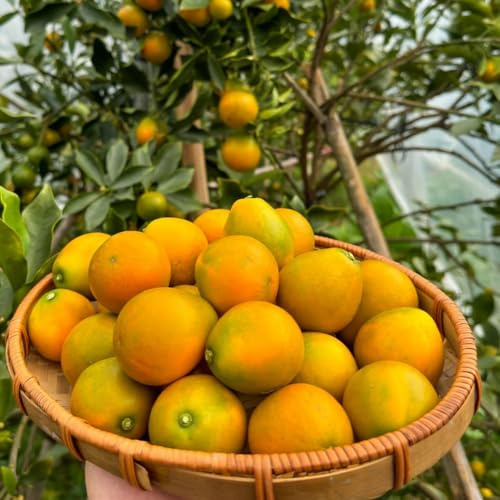 naranja china Comprar decorativos naranja china Semillas de raros,s de bayas resistentes en macetas Cultivo enanos decoración 40semillas