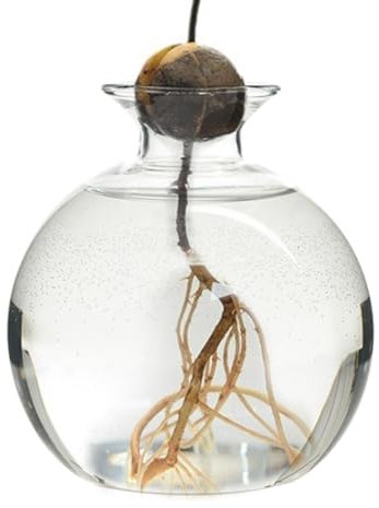 Vaso per semi di avocado - Kit per la coltivazione di alberi di avocado, vaso di avocado per fioriera in crescita, vaso idroponico trasparente, vaso per piante regalo per gli amanti del giardinaggio