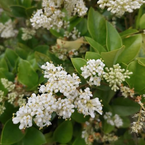 500 piezas Semillas de plantas de cobertura de aligustre Plantas de interior reales, cama de balcón. Ligustrum lucidum plantas, plantas en macetas resistentes Arbustos de rápido crecimiento