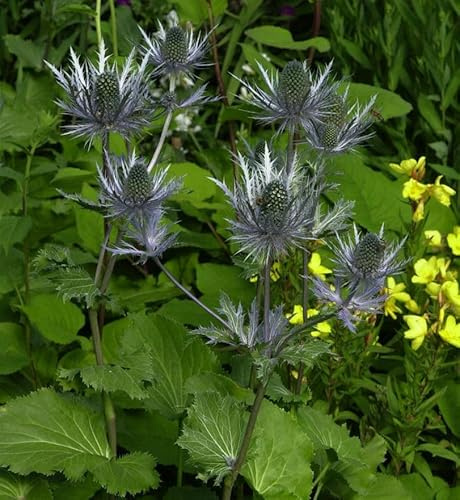 Alpen Mannstreu - Eryngium alpinum - lebende Gartenpflanze aus den Baumschulen