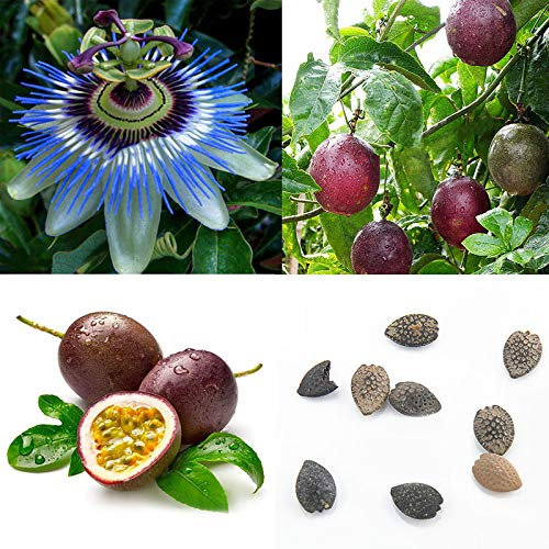 50 unids/bolsa Pasión Semillas de fruta dulce Fácil de cultivar Delicioso Hogar Fácil Resplandor para el hogar Passiflora Semillas Passiflora edulis frutas semillas