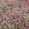 6x Orpin 'Ruby Glow' - Sedum ‘Robustum’ (= 'Ruby Glow’) - Godet 9x9cm