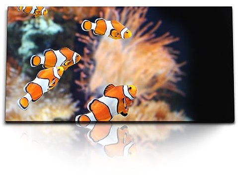 Paul Sinus Kunstdruck Bilder 120x60cm Clownfische Bunte Fische Korallenriff unter Wasser